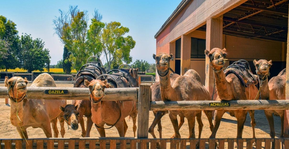 Camel Park in Cyprus Larnaca